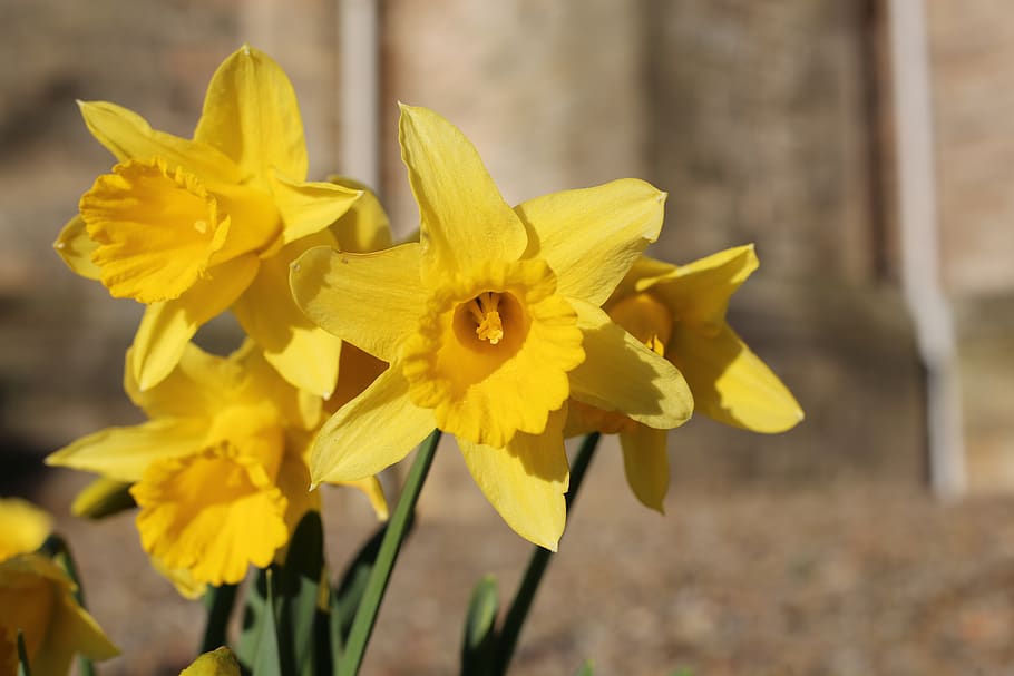 dafodil, flower, daffodil, yellow, spring, easter, bloom, nature HD wallpaper