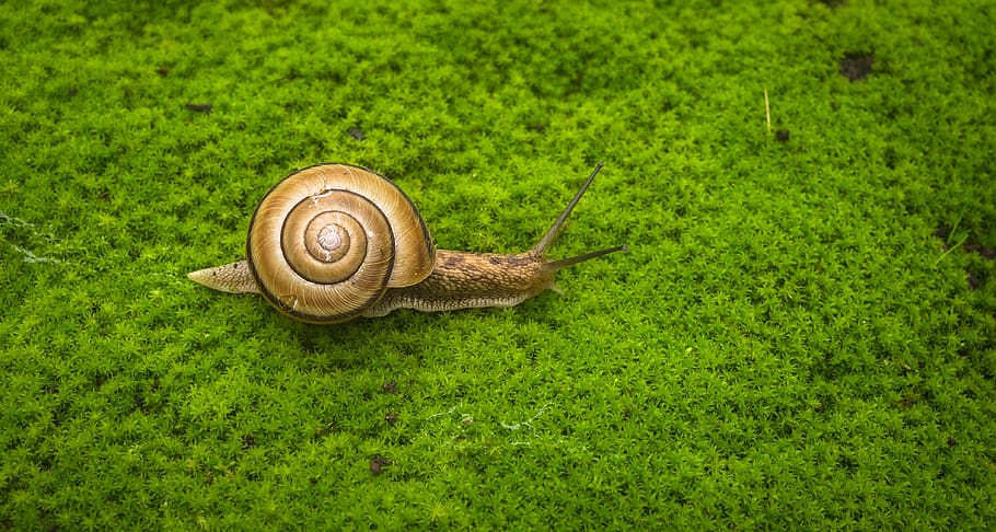 snail, moss, nature, peel, animal, spiral, green, mucus, slow HD wallpaper
