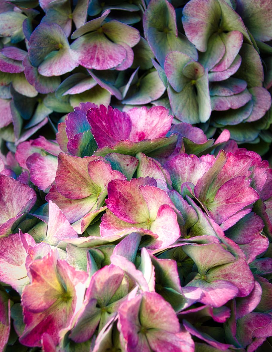 hydrangea, flowers, bright, close up, beautiful, background HD wallpaper