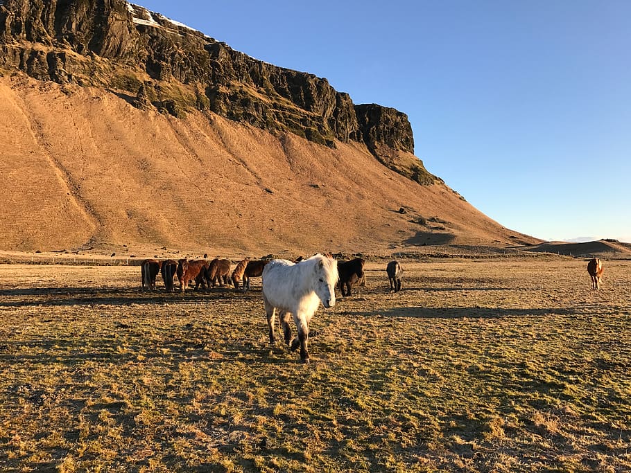 iceland, horses, orange, white, wilderness, domestic animals HD wallpaper
