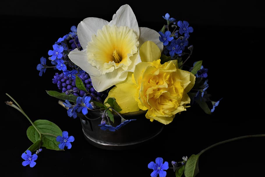 forget me not, tulips, osterglocken, easter, still life, flowers HD wallpaper