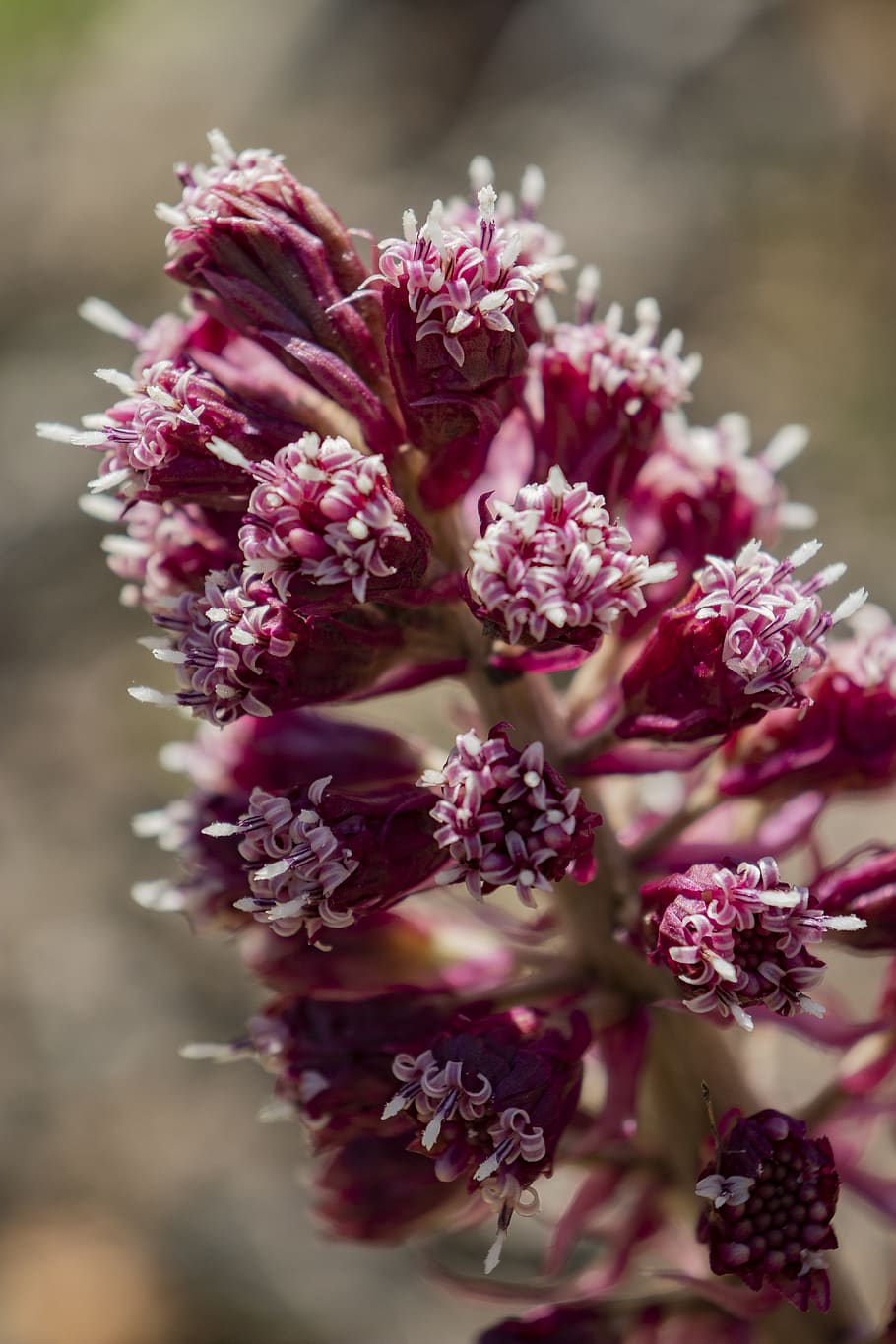 spring, flower, pink, red, macro, nature, plant, bloom, blossom HD wallpaper