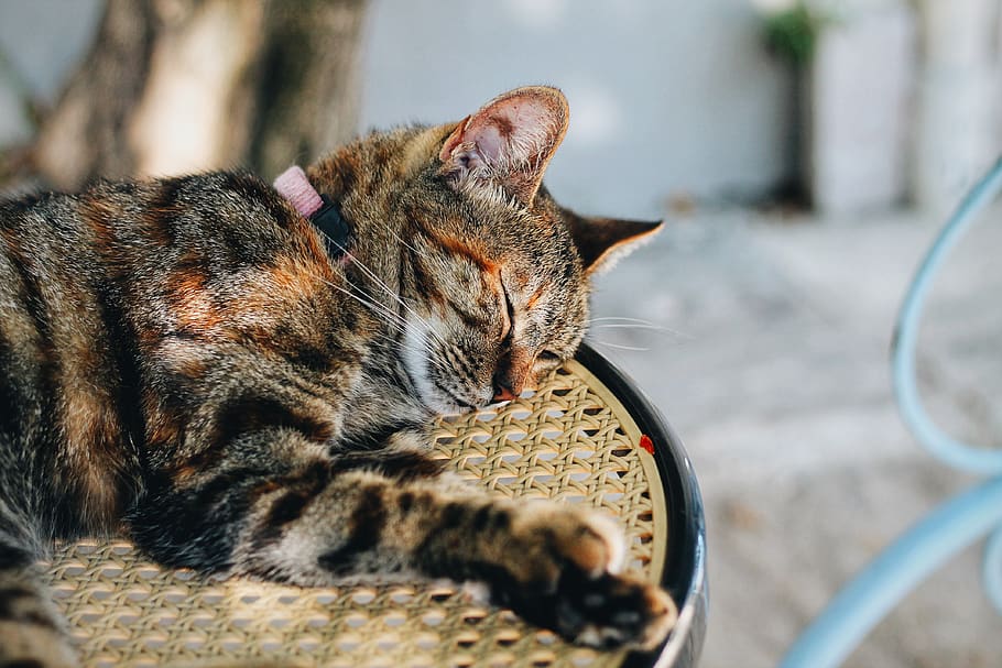 selective focus of sleeping cat on chair, mammal, one animal, HD wallpaper