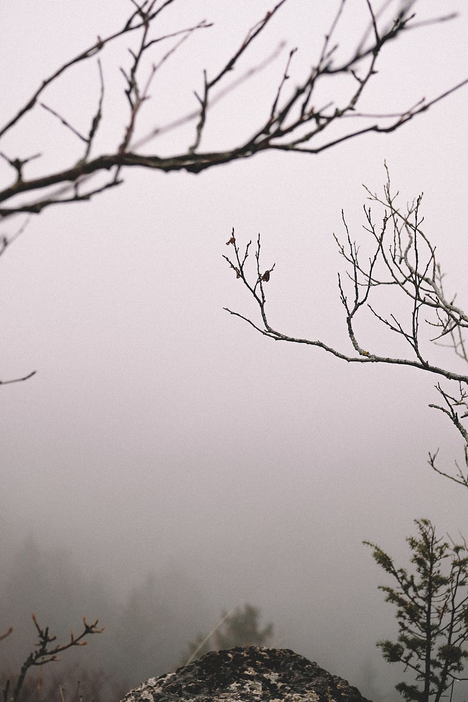 bare trees view, nature, outdoors, fog, weather, france, mist HD wallpaper