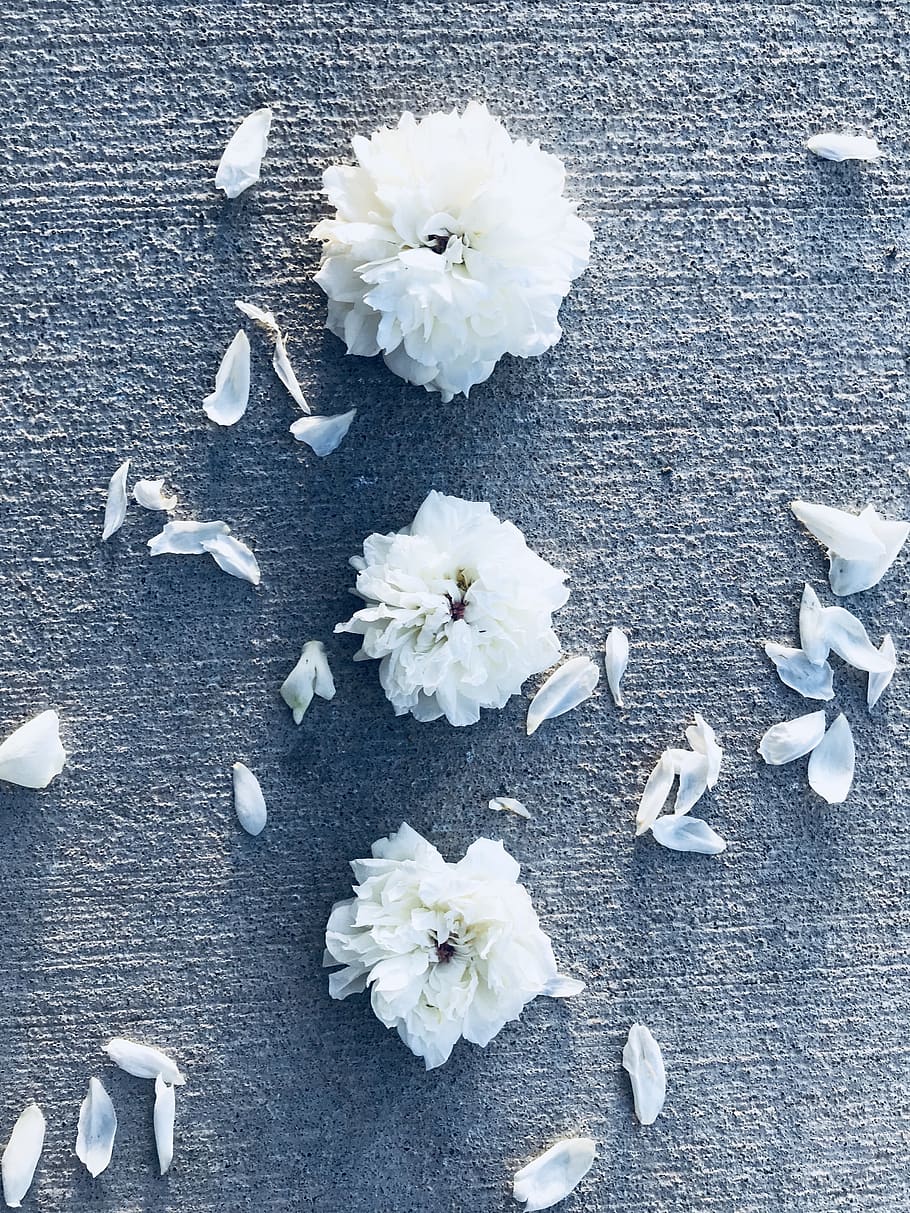 Three White Flowers With Petals, beautiful, blooming, blur, bright HD wallpaper