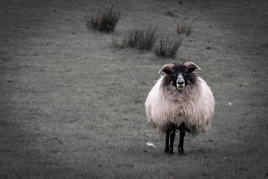 ireland, letterfrack, connemara national park, sheep, grass, HD wallpaper