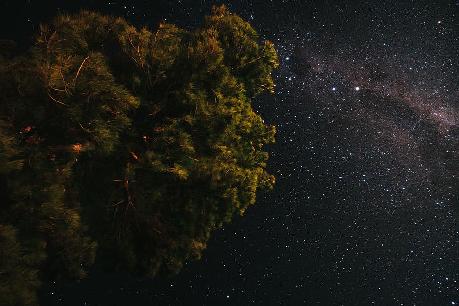 green and brown tree under starry night, star - space, beauty in nature HD wallpaper