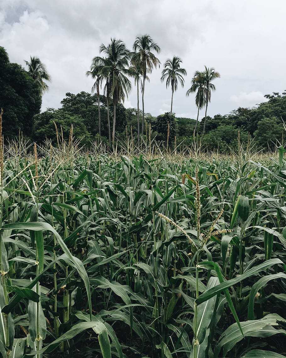 coconut, trees, corn, plants, sky, clouds, farm, nature, outdoor HD wallpaper