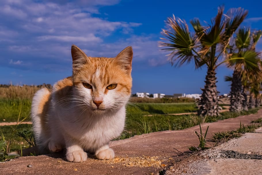cat, stray, young, animal, nature, outdoors, looking, domestic, HD wallpaper