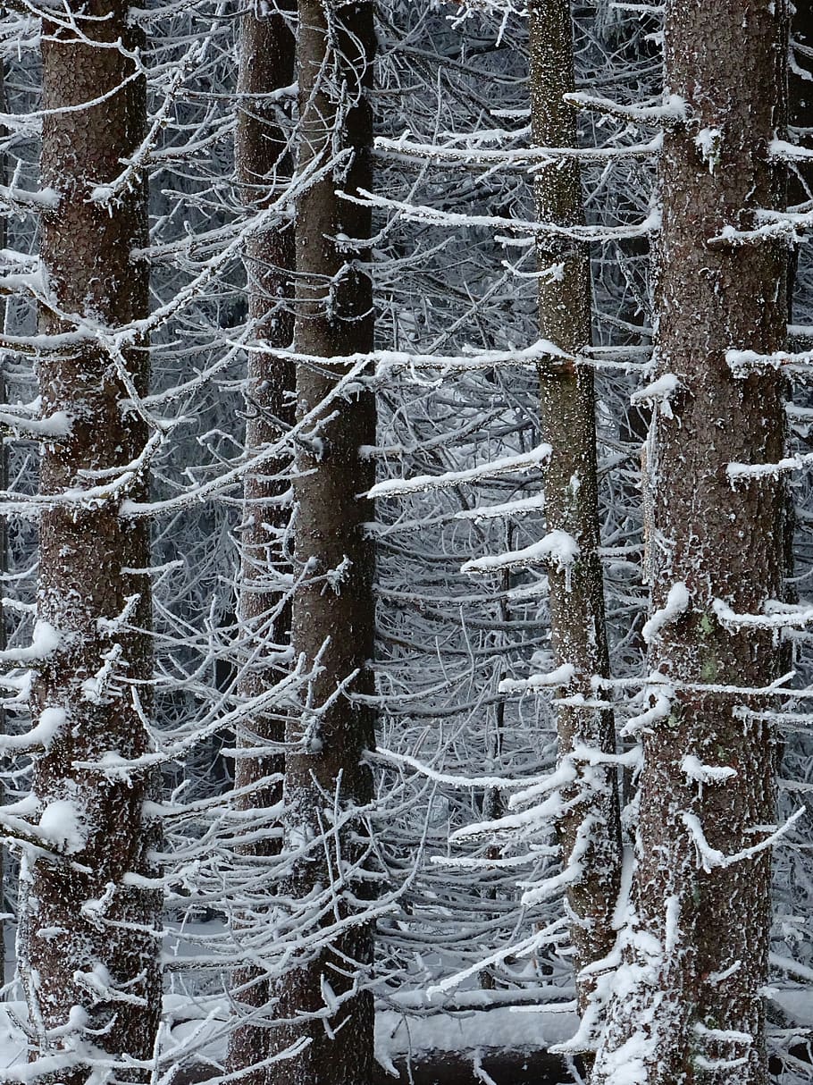 winter, forest, trees, nature, snow, landscape, cold, scenic HD wallpaper