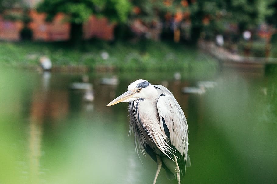 Heron water. Японская цапля. Трёхцветная цапля в воде. Японская цапля фото. Цапля на фоне города.