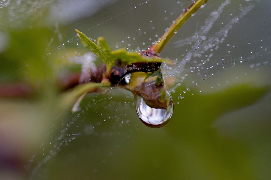 drops, water, after the rain, macro, one animal, close-up, animal themes HD wallpaper