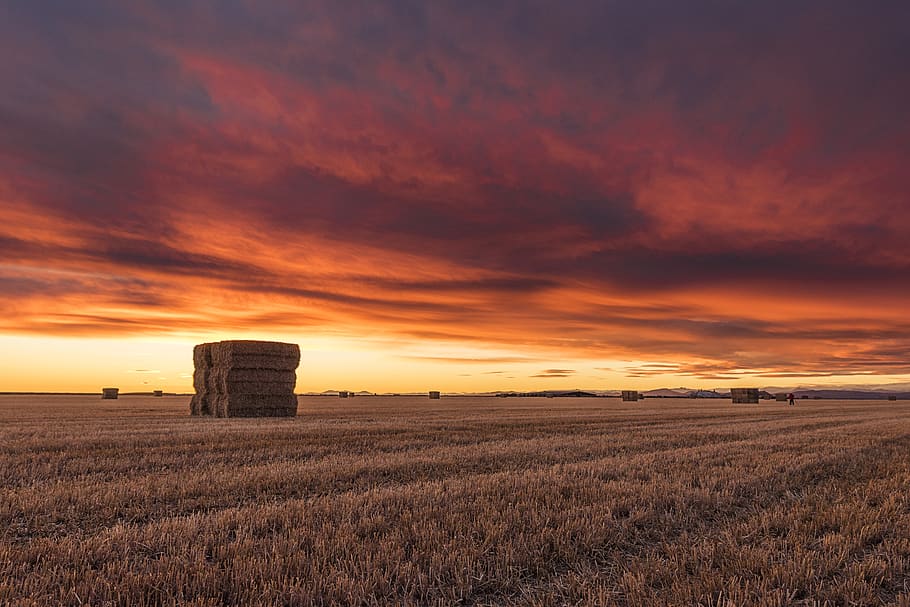Grain Field Under Dark Cloudy Sky, clouds, cropland, crops, cultivation HD wallpaper