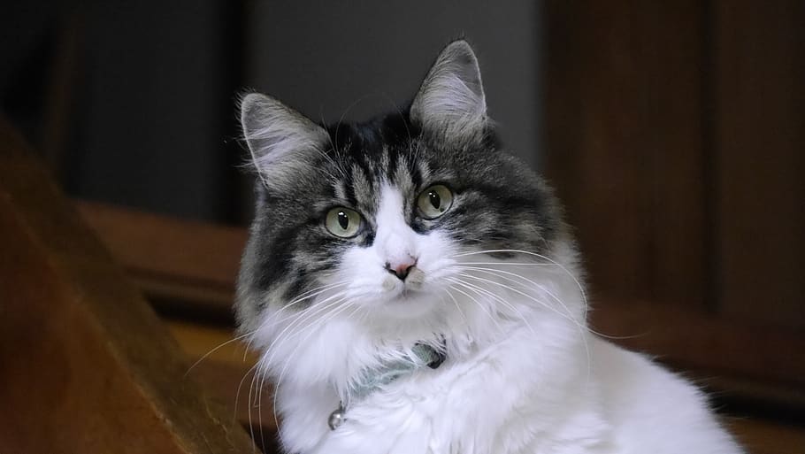 cat, pet, interior, face, stare, pets, domestic, animal themes HD wallpaper