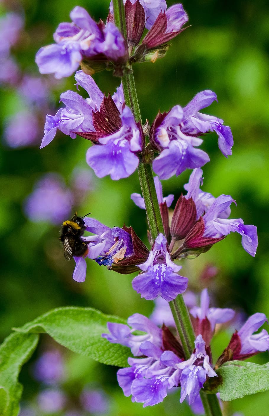 hummel, insect, blossom, bloom, nature, garden, plant, apinae