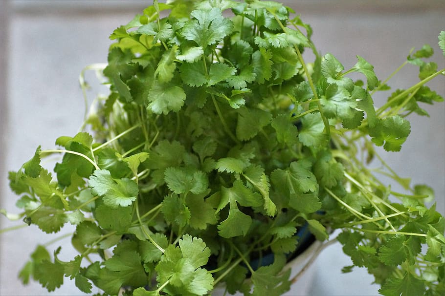 coriander, kitchen, herb, spices, garden, herbs, aromatic, green