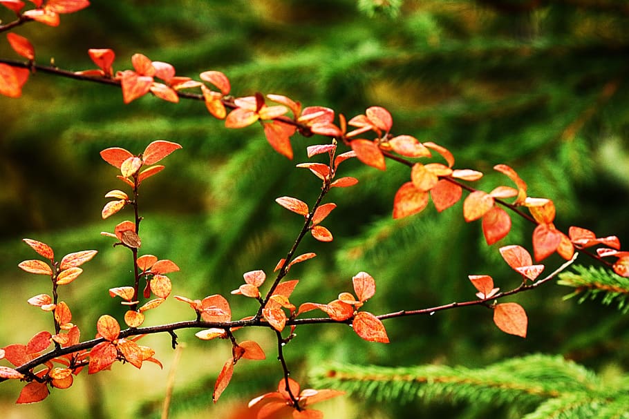 leaves, branch, nature, fall, autumn, plant, growth, beauty in nature HD wallpaper
