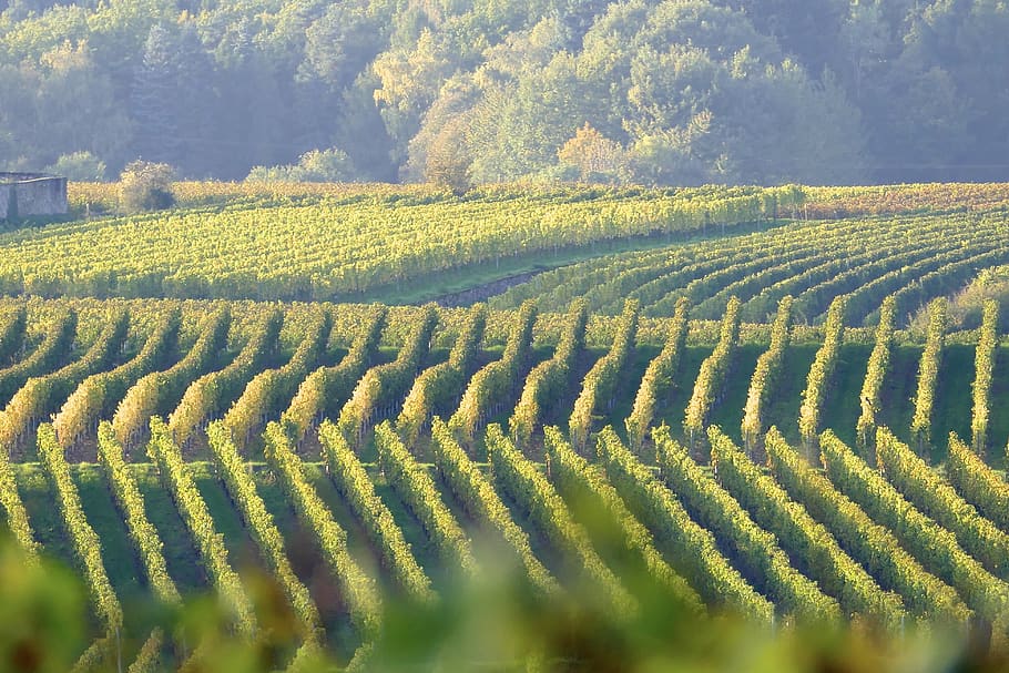 vines, green, grapevine, wine, vineyard, growth, plant, beauty in nature HD wallpaper