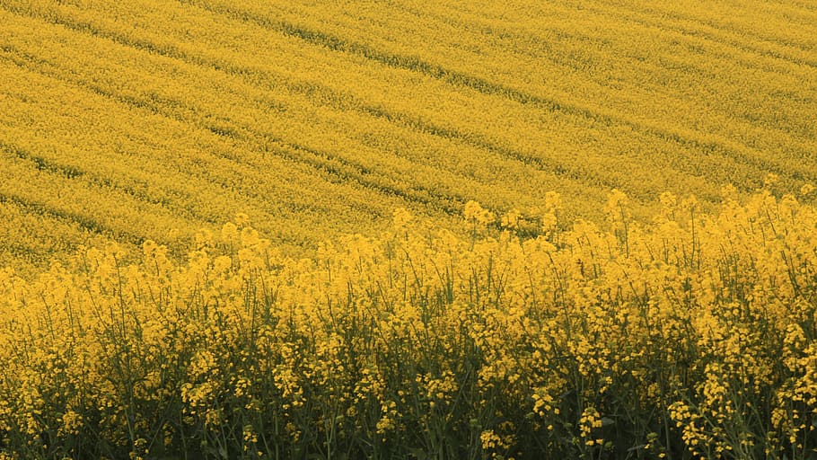 turkey, tekirdağ, agriculture, flower, yellow, field, beauty in nature HD wallpaper