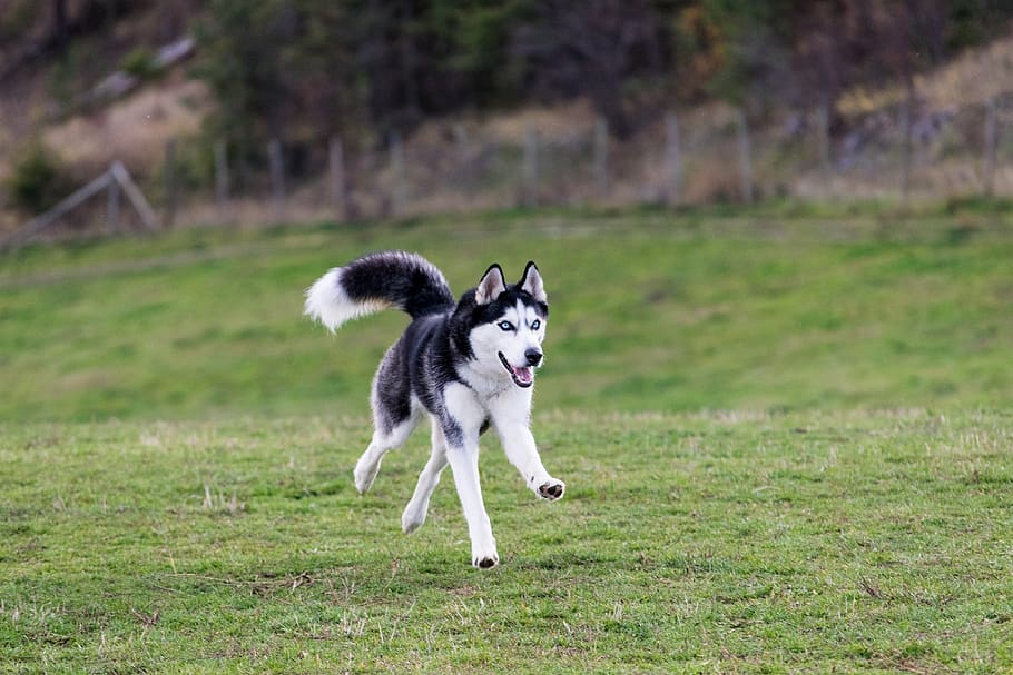 one animal, dog, canine, mammal, pets, domestic animals, running HD wallpaper