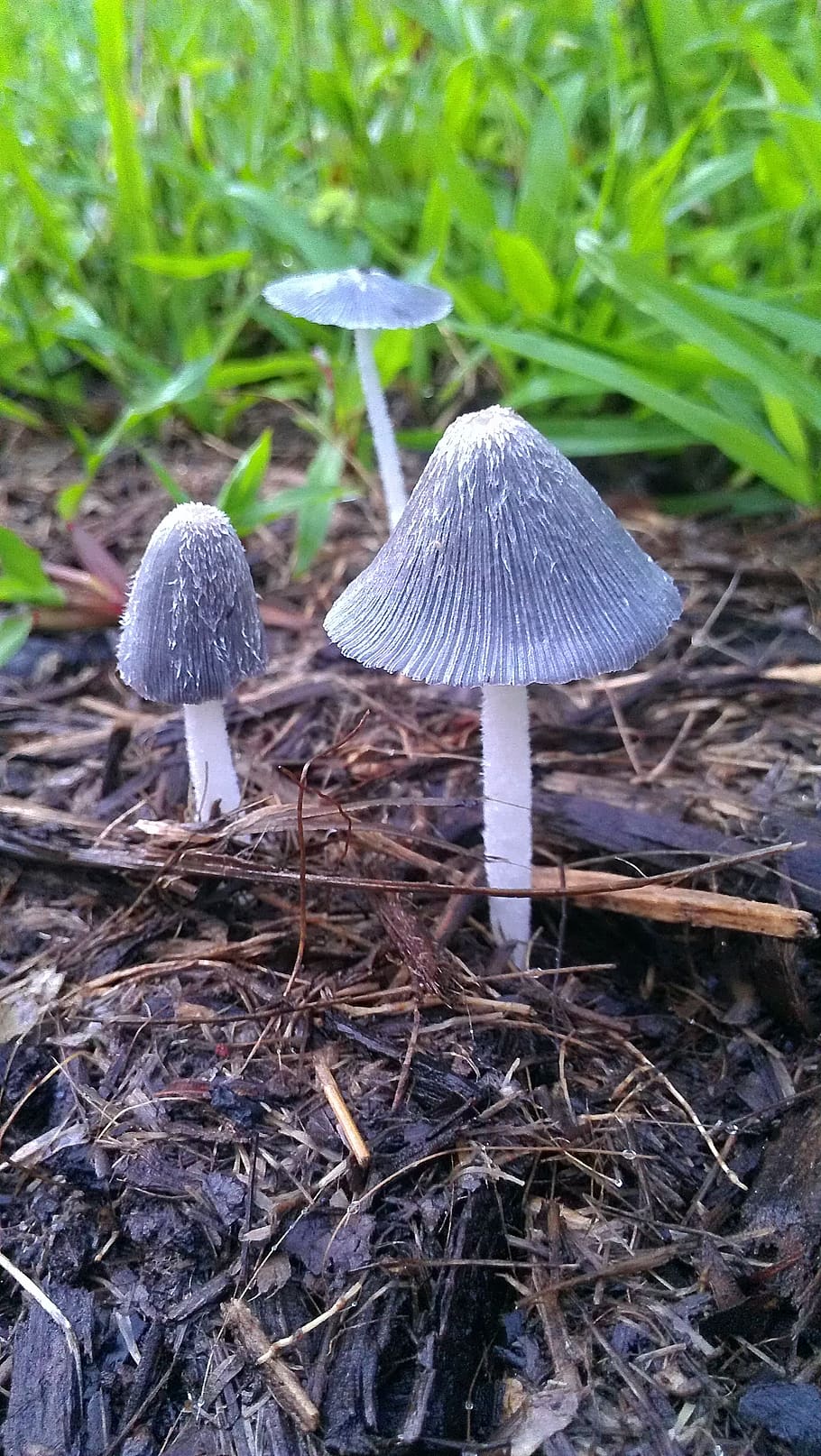 united states, mountain view, mushroom, fungus, vegetable, growth HD wallpaper