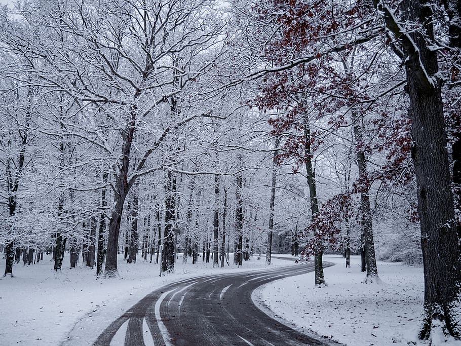 empty roadway between trees covered by snow, cold temperature HD wallpaper