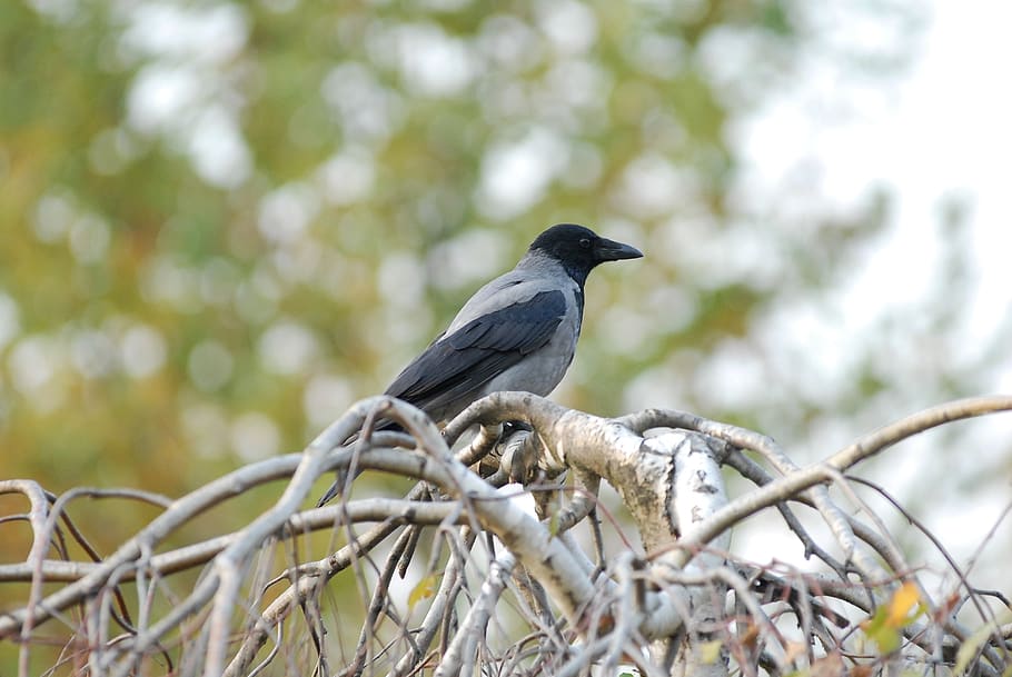 jackdaw, bird, crow, vertebrate, animal, animals in the wild HD wallpaper