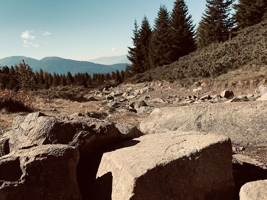 brown rocks near trees, nature, plant, italy, soil, fir, abies HD wallpaper