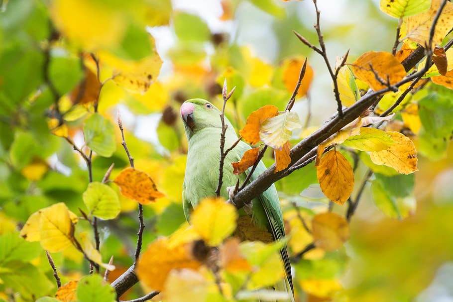 landscape, nature, forest, close, curious, beak, eyes, brown HD wallpaper