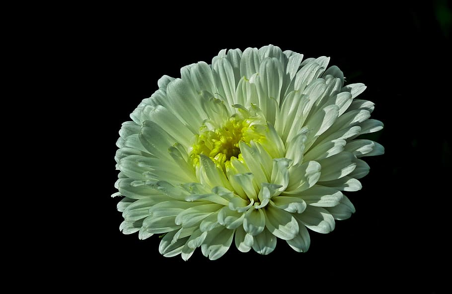 flower, aster, white, garden, summer, nature, macro, the petals HD wallpaper