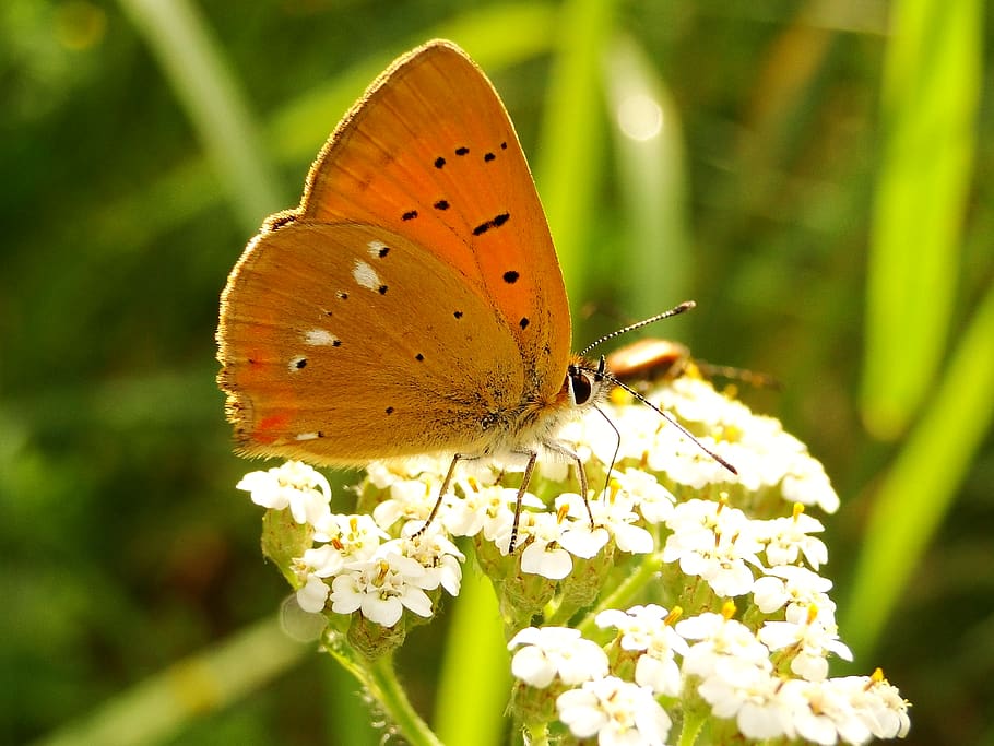 flower, insect, flowering plant, animal themes, animal wildlife HD wallpaper