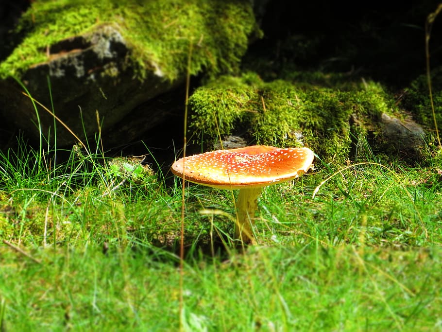 fungus, forest, humus, foam, fall, mushrooms, nature, red, spotted HD wallpaper