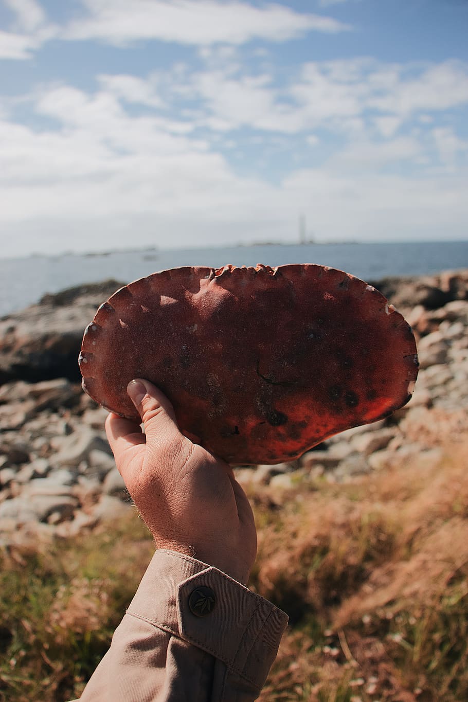 person holding bread, fungus, human, rust, finger, crab, outdoors HD wallpaper