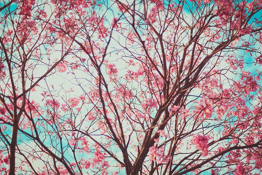 adventure, explorer, nature, life, pink, blue, sky, winter HD wallpaper