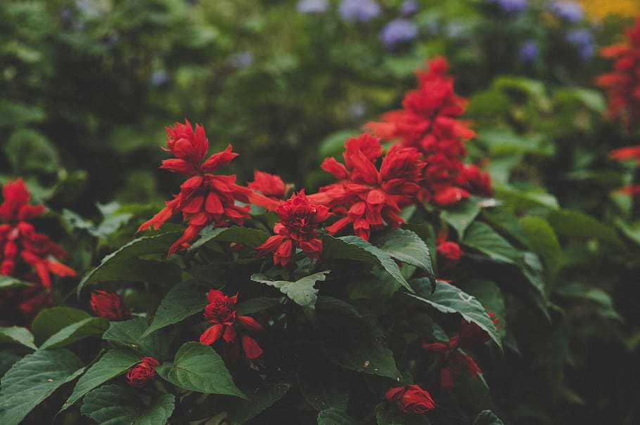 Selective Focus Photography of Red Petaled Flowers, beautiful HD wallpaper