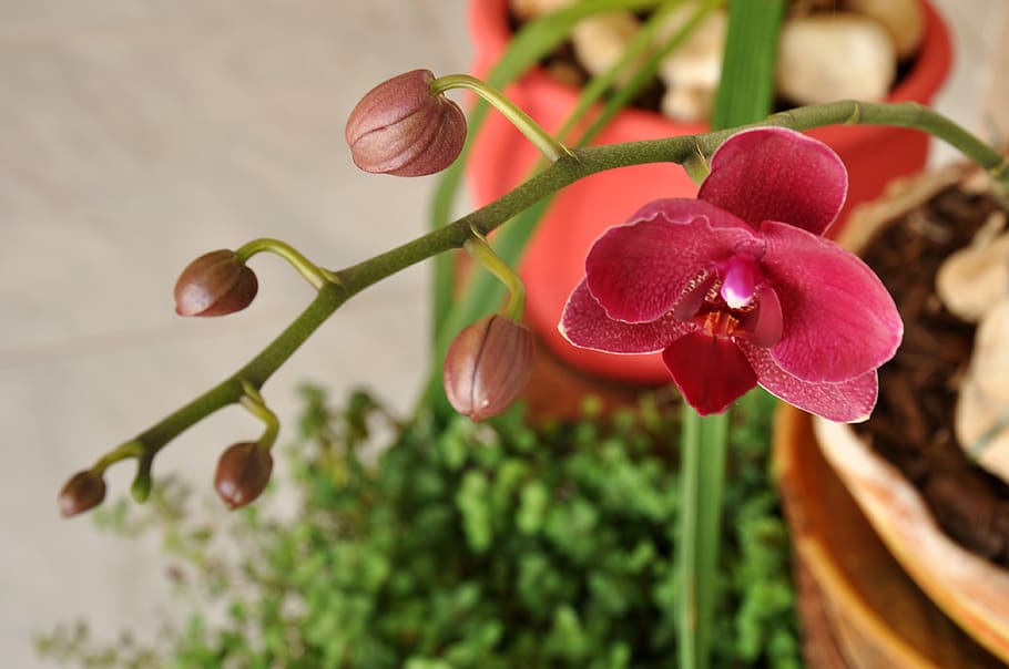 flowers, flora, botany, plant, beauty in nature, freshness HD wallpaper