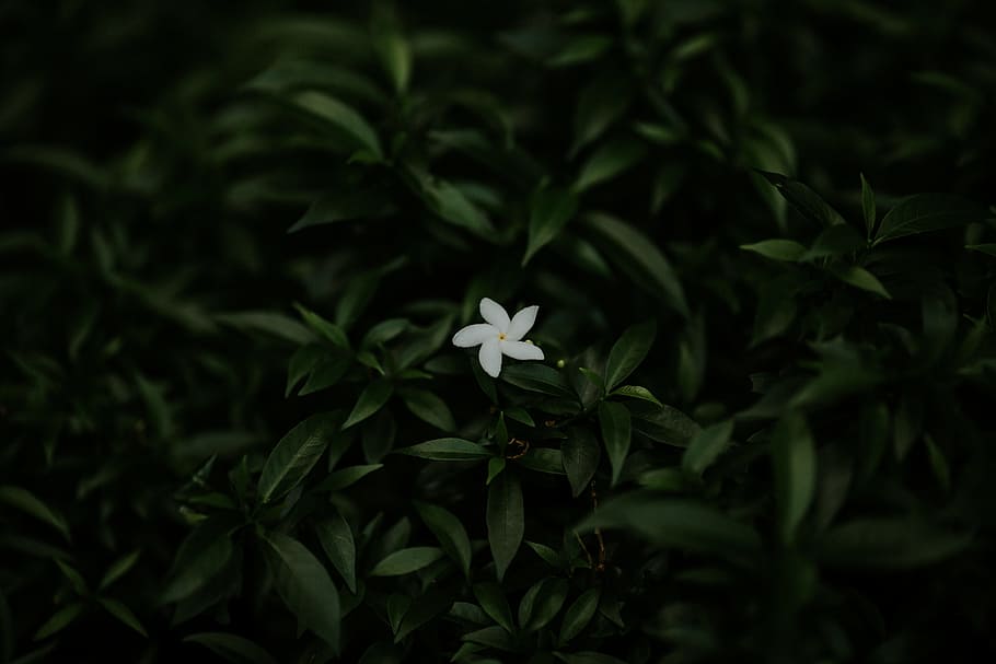 White Flower, blooming, close-up, colors, environment, flora HD wallpaper