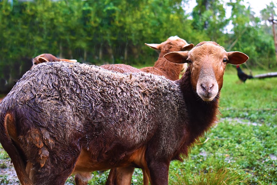 animals, rams, nature, rain, brown, wet, mammal, animal themes HD wallpaper
