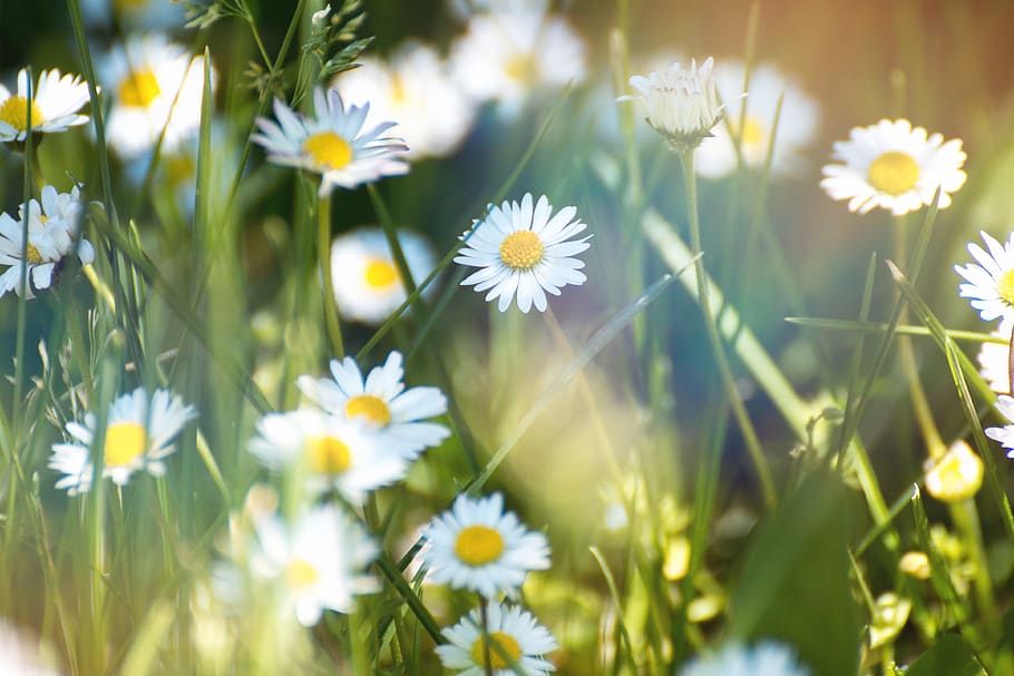 Spring flowers. Daisy flower on green meadow, flowering plant, HD wallpaper