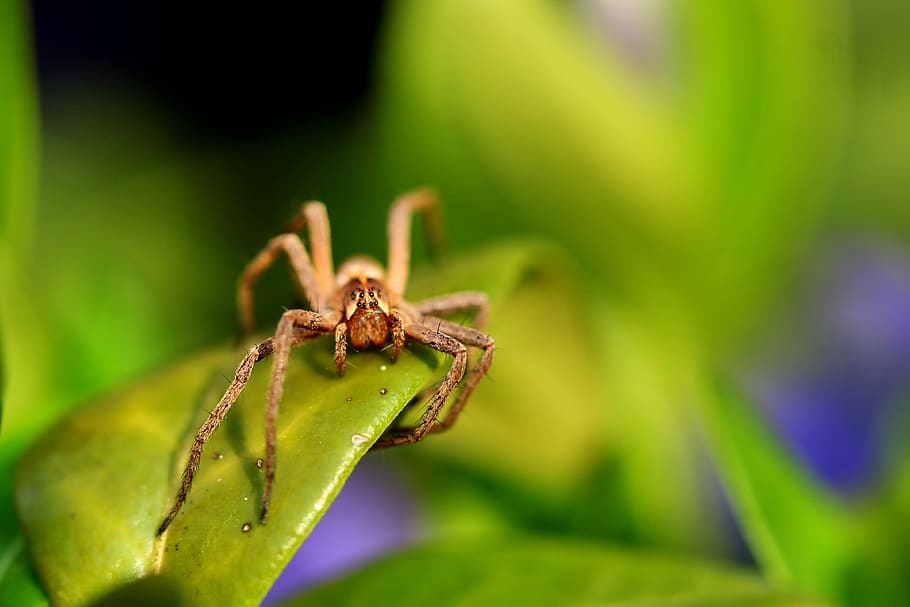 spider, small, eyes, insect, macro, hairy, arachnid, nature HD wallpaper