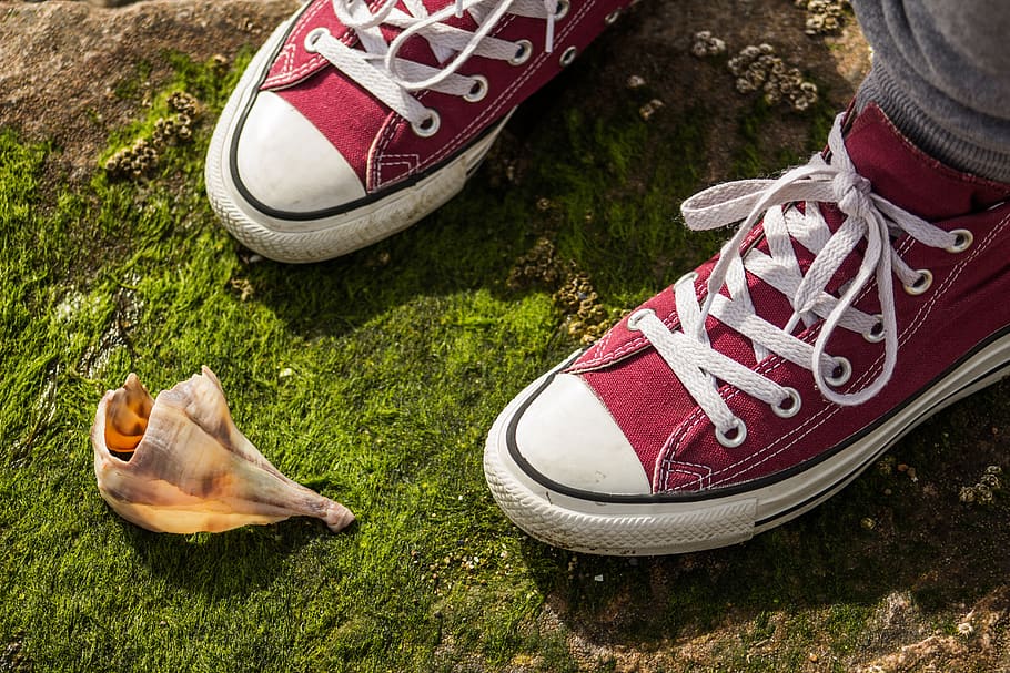 converse, shoes, shell, seashell, conch, moss, contrast, nature HD wallpaper