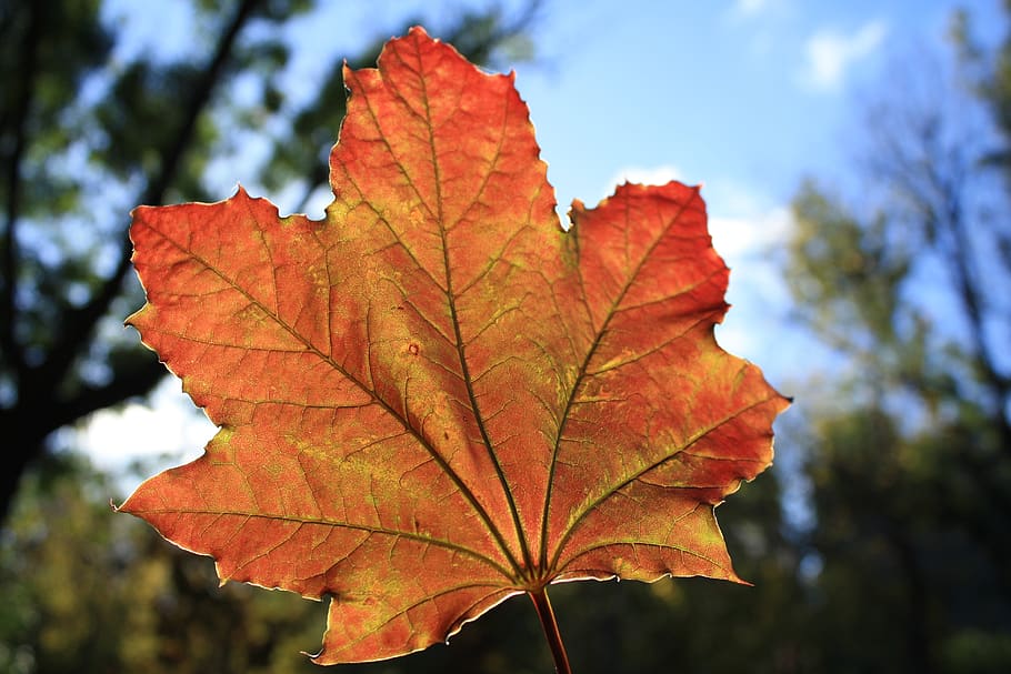 forest, leaf, autumn, plant part, change, focus on foreground HD wallpaper