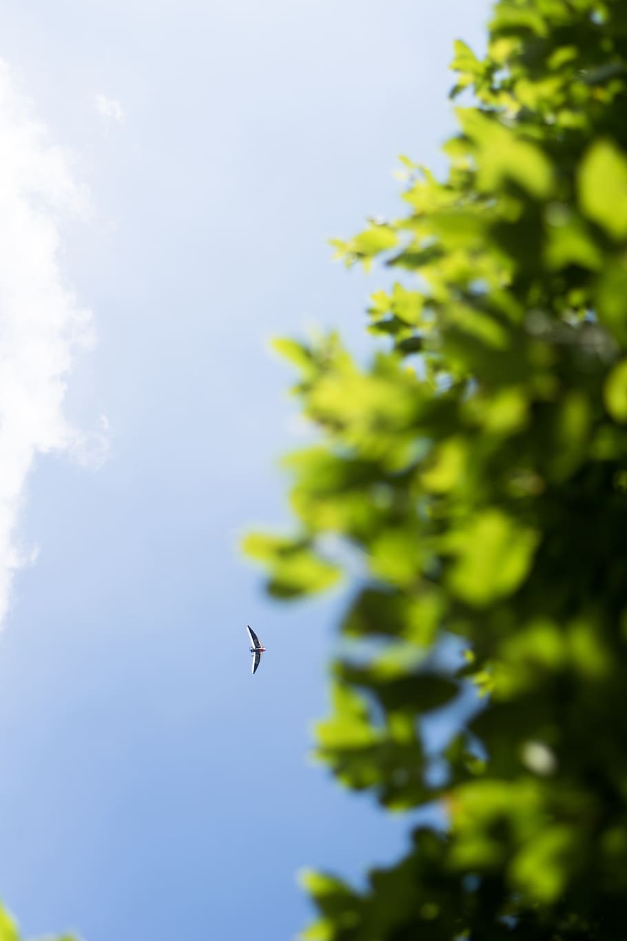 united kingdom, manchester, leaf, tree, cloud, blue, bird, scene HD wallpaper