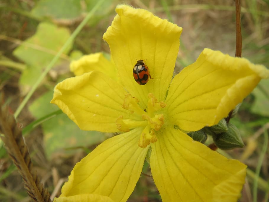 ladybug, macro, insect, flower, yellow, plant, animal, beauty in nature HD wallpaper