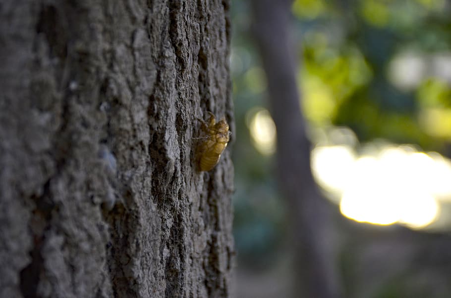 tree, texture, pattern, nature, wood, trunk, brown, old, rough HD wallpaper