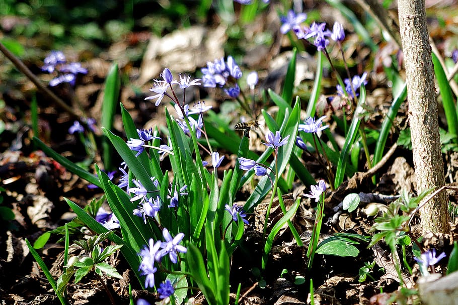 spring, bee, wild, hyacinth, insect, nature, flowering plant HD wallpaper