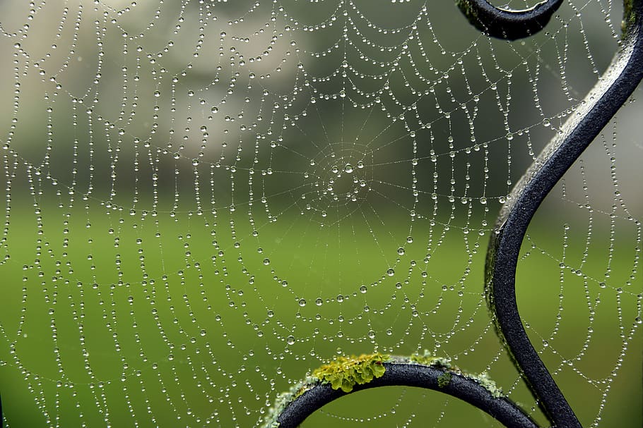 spider webs, halloween, dewdrop, grid, metal, ornament, goal HD wallpaper