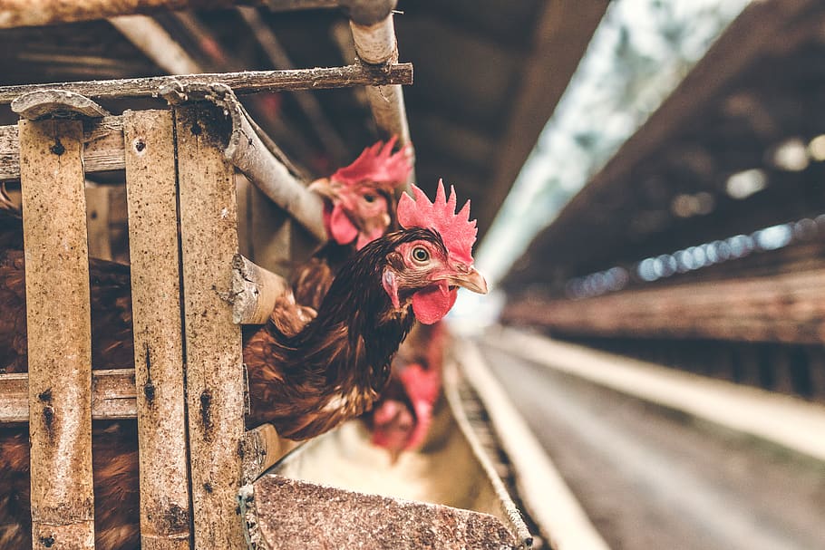 Selective Focus Photography of Rooster in Cage, animal, barn HD wallpaper