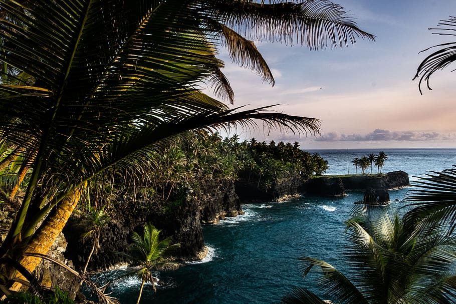 empty island, water, tree, plant, palm tree, sea, beauty in nature HD wallpaper