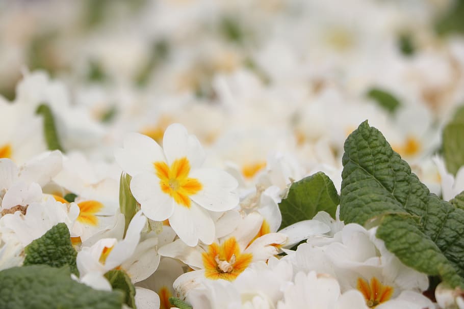 flower, nature, plant, summer, beautiful, green, beauty, spring HD wallpaper